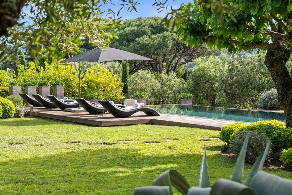 The pool and its row of loungers seen across the lawn, framed by olive branches